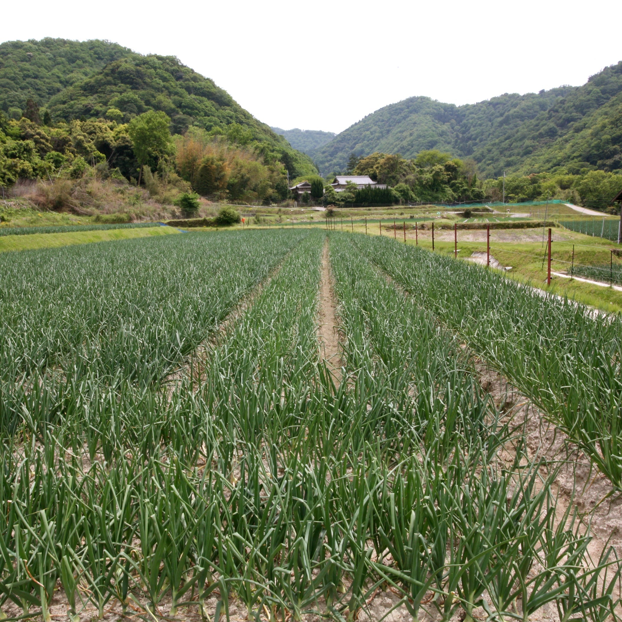 《予約販売 / 6月上旬発送予定》淡路島の極味玉ねぎ 3kg【兵庫県南あわじ産】