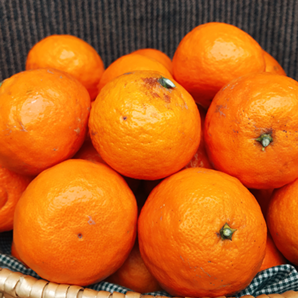 カラマンダリン 秀品 化粧箱入り【愛媛県産】