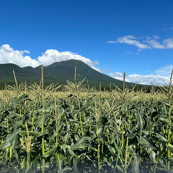 《数量限定》メロン超えの甘さ！嶽高原育ちの希少とうもろこし 嶽きみ 6本【青森県弘前産】