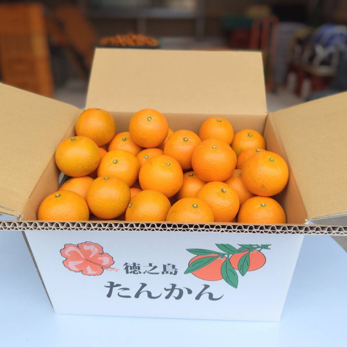 《予約販売》南国の太陽が育んだ濃厚な甘さと芳醇な香り タンカン 5kg【鹿児島県徳之島産】