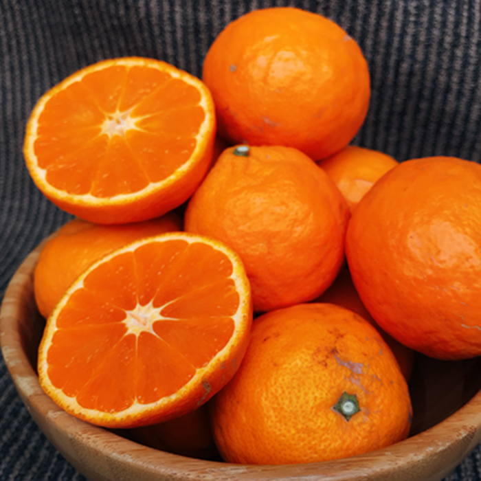 カラマンダリン 秀品 化粧箱入り【愛媛県産】