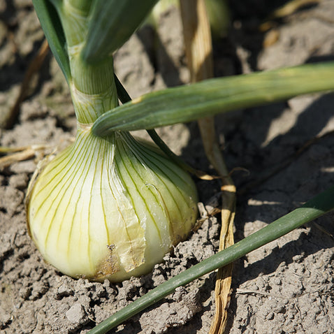 《予約販売 / 3月下旬発送予定》ひょうご安心ブランド認証　淡路島新たまねぎ　3kg【兵庫県淡路島産】