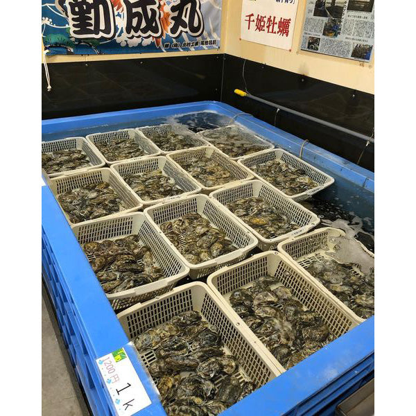 《予約販売》山の恵みと海の香りが織りなす極上の味わい！むき身0.5kg 殻付き真牡蠣 2kg　牡蛎ナイフ＆軍手付【兵庫県播磨灘産】