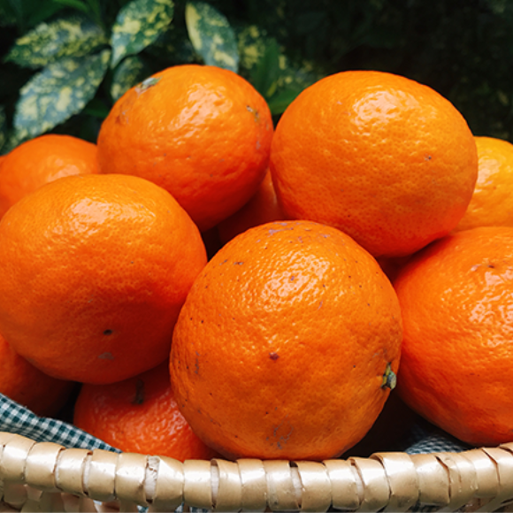 カラマンダリン 秀品 化粧箱入り【愛媛県産】