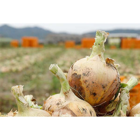納豆菌栽培 淡路島産玉ねぎ 8kg【兵庫県淡路島産】