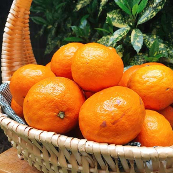 カラマンダリン 秀品 化粧箱入り【愛媛県産】