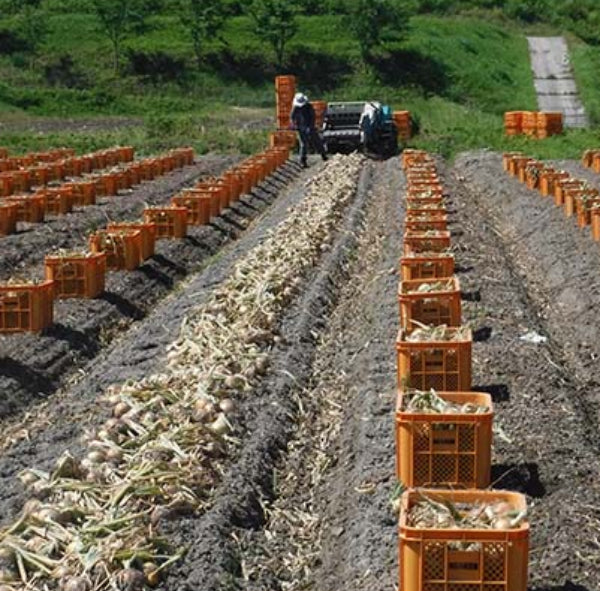 淡路島 五斗長新玉ねぎ【兵庫県淡路市】