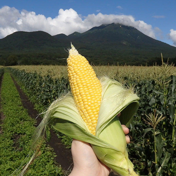 《数量限定》メロン超えの甘さ！嶽高原育ちの希少とうもろこし 嶽きみ 6本【青森県弘前産】