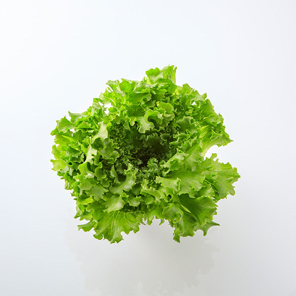 サラダが華やぐ ごちそうレタス 8袋【大阪府泉佐野産】