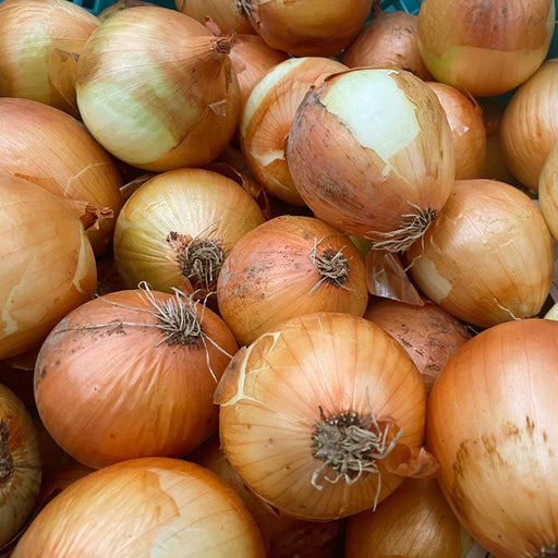 淡路島玉ねぎ “いくたま”10kg【兵庫県淡路島産】