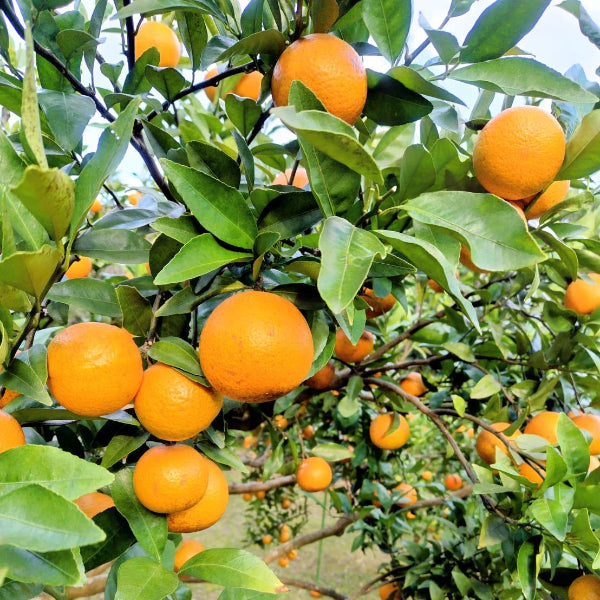 《予約販売》南国の太陽が育んだ濃厚な甘さと芳醇な香り タンカン 5kg【鹿児島県徳之島産】