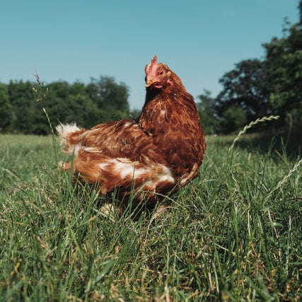 《予約販売 / 4月下旬発送》《有精卵》いのちをいただく濃厚な一玉 おんどり君とめんどりさんの贈り物 72個【香川県三豊産】