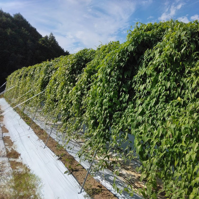《家庭用》粘り、別格。里山が育てた極上自然薯　飛鳥自然薯 一白 -IPPAKU- 150g【奈良県明日香村産】