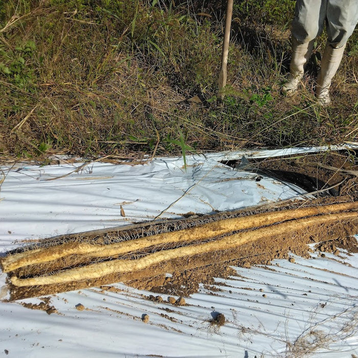 《家庭用》粘り、別格。里山が育てた極上自然薯　飛鳥自然薯 一白 -IPPAKU- 150g【奈良県明日香村産】