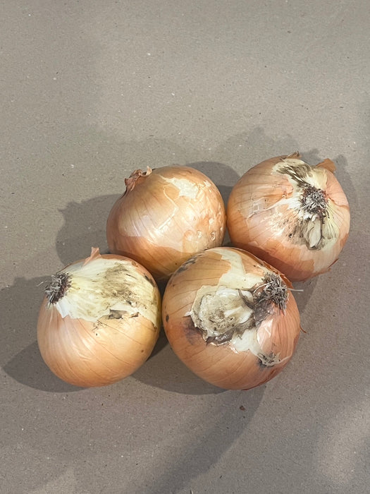 《訳あり》淡路島玉ねぎ “いくたま”10kg【兵庫県淡路島産】