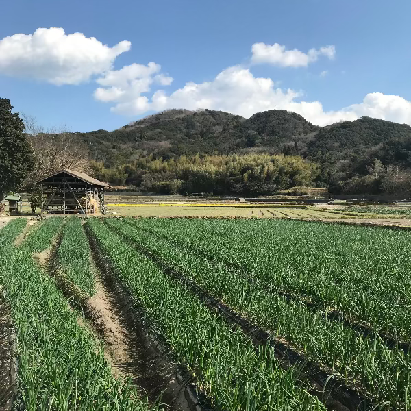 《予約販売 / 5月下旬発送》ひょうご安心ブランド認証　幻の真っ白な淡路島たまねぎ　3kg【兵庫県淡路島産】