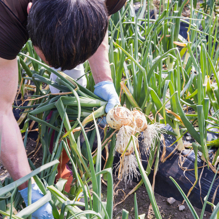 玉ぐら酢そーす 300g 【兵庫県南あわじ産】