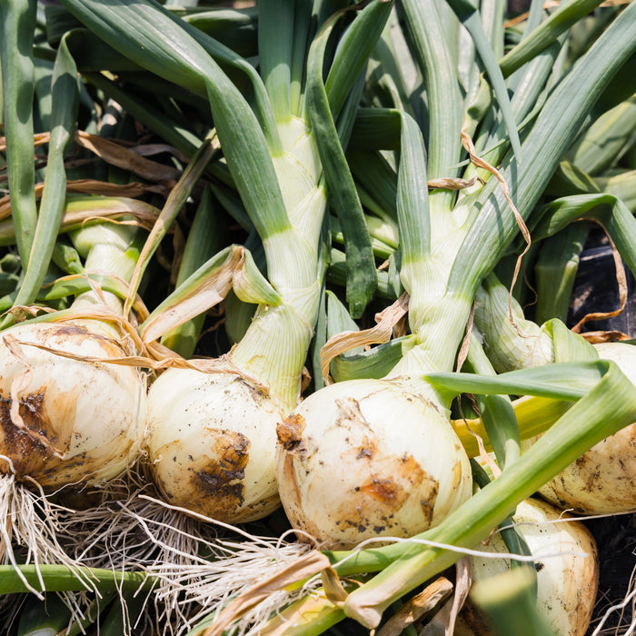 淡路島の極味玉ねぎ 新玉ねぎ 10kg【兵庫県南あわじ産】