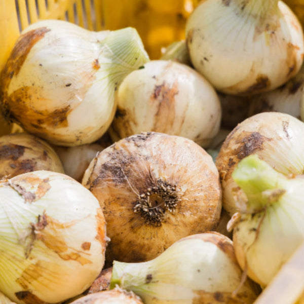 淡路島の極味玉ねぎ 新玉ねぎ 10kg【兵庫県南あわじ産】