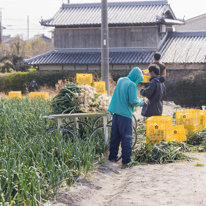 淡路島の極味玉ねぎ 新玉ねぎ 10kg【兵庫県南あわじ産】
