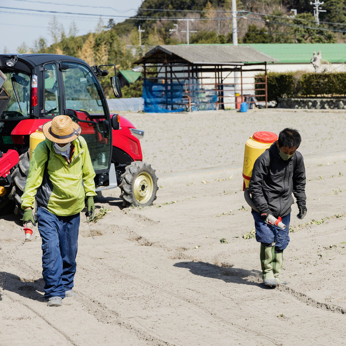 淡路島の極味玉ねぎ 新玉ねぎ 10kg【兵庫県南あわじ産】