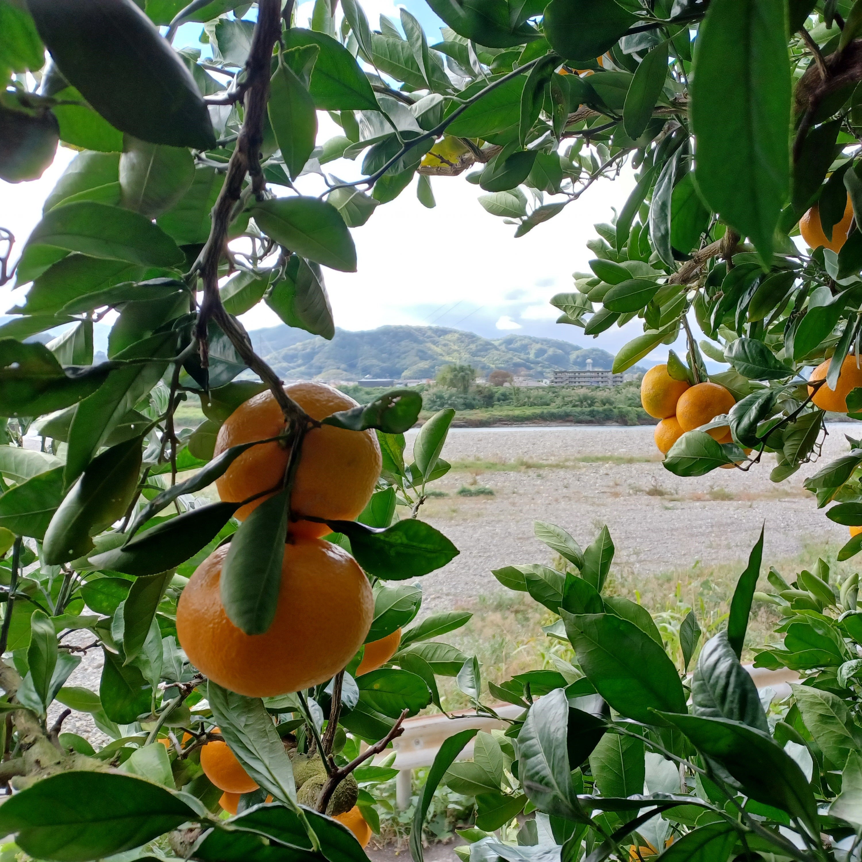 極上＆自慢のみかんを丁寧に搾った直球ジュース 720㎖×3本【和歌山県有田産】