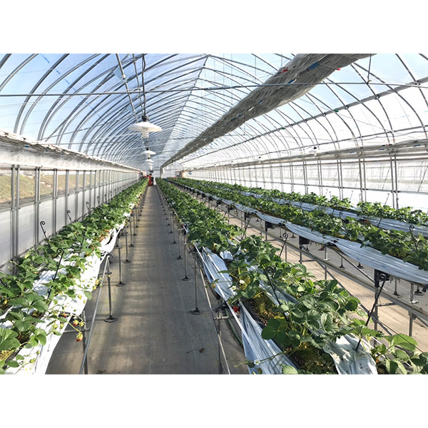 甘みと香りが強く、みずみずしい夏イチゴ　ペチカほのか 200g×4【長野県富士見産】