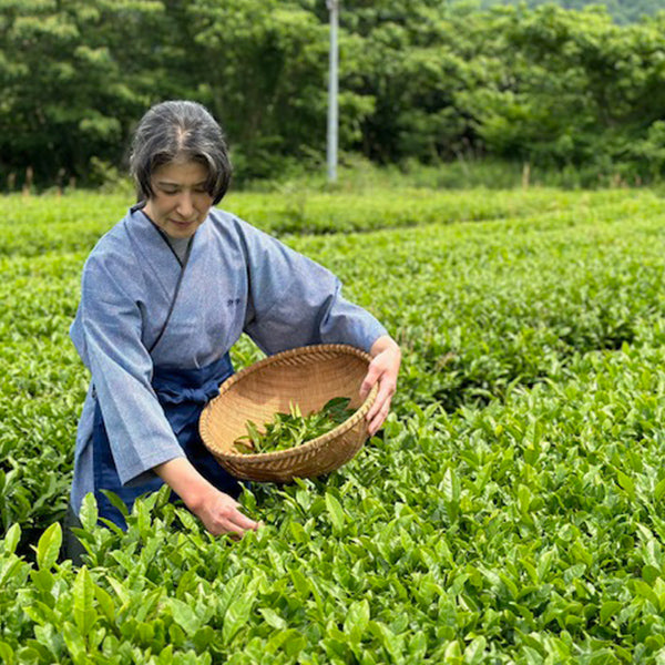 高級煎茶　翠（みどり）詰合せ【兵庫県丹波篠山産】
