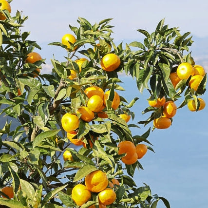 《秀品》高級贈答みかん 甘平 大玉 2L-5Lサイズ 2.5kg【愛媛県産】