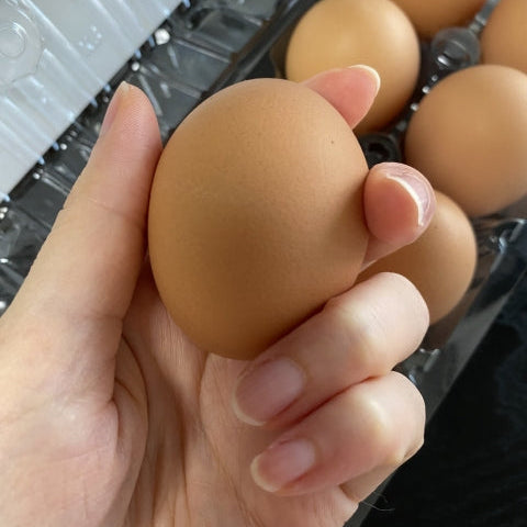 《予約販売 / 4月下旬発送》《有精卵》いのちをいただく濃厚な一玉 おんどり君とめんどりさんの贈り物 72個【香川県三豊産】