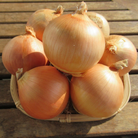 淡路島玉ねぎ “いくたま”10kg【兵庫県淡路島産】