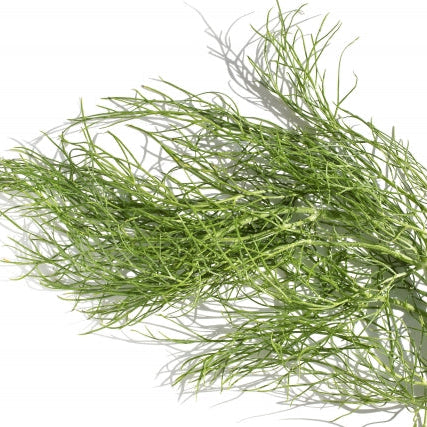 《予約販売 / 3月中旬発送予定》爽やかな甘い香りのハーブ 淡路島の風が育てたフェンネル 800g【兵庫県淡路島産】