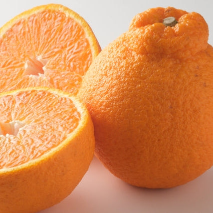 《予約販売／訳あり》贅沢みかんの不知火 8kg 【和歌山県田辺産】