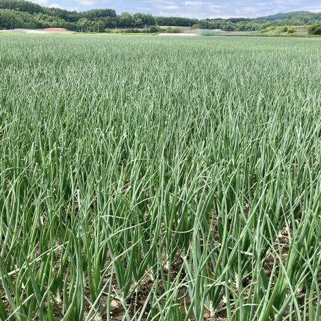 納豆菌栽培 淡路島産玉ねぎ 20kg【兵庫県淡路島産】