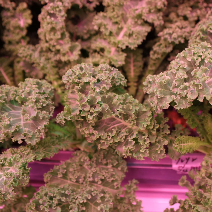 えぐみを超えた、やさしさ。毎日続く贅沢習慣 王さまケール 1.2kg【大阪府泉佐野産】