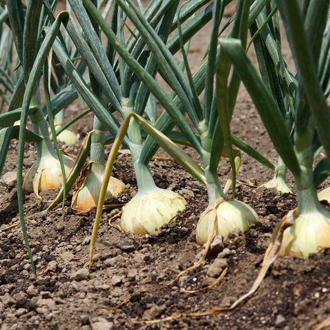 淡路島玉ねぎ “いくたま”10kg【兵庫県淡路島産】