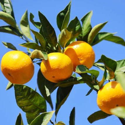 《秀品》高級贈答みかん 甘平 大玉 2L-5Lサイズ 2.5kg【愛媛県産】