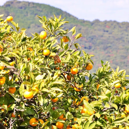 《秀品》高級贈答みかん 甘平 大玉 2L-5Lサイズ 2.5kg【愛媛県産】