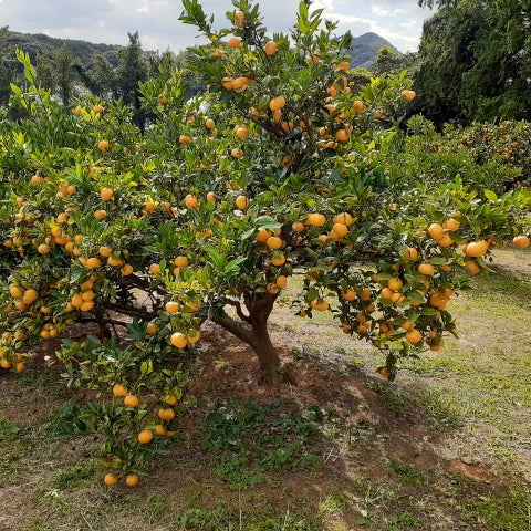 《秀品》高級贈答みかん 甘平 大玉 2L-5Lサイズ 2.5kg【愛媛県産】