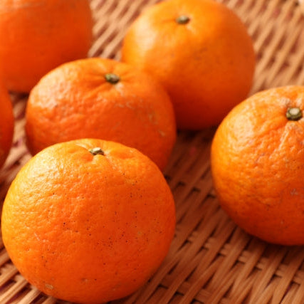 《予約販売》南国の太陽が育んだ濃厚な甘さと芳醇な香り タンカン 5kg【鹿児島県徳之島産】