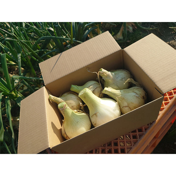 納豆菌栽培 淡路島産新玉ねぎ 1.8kg【兵庫県淡路島産】