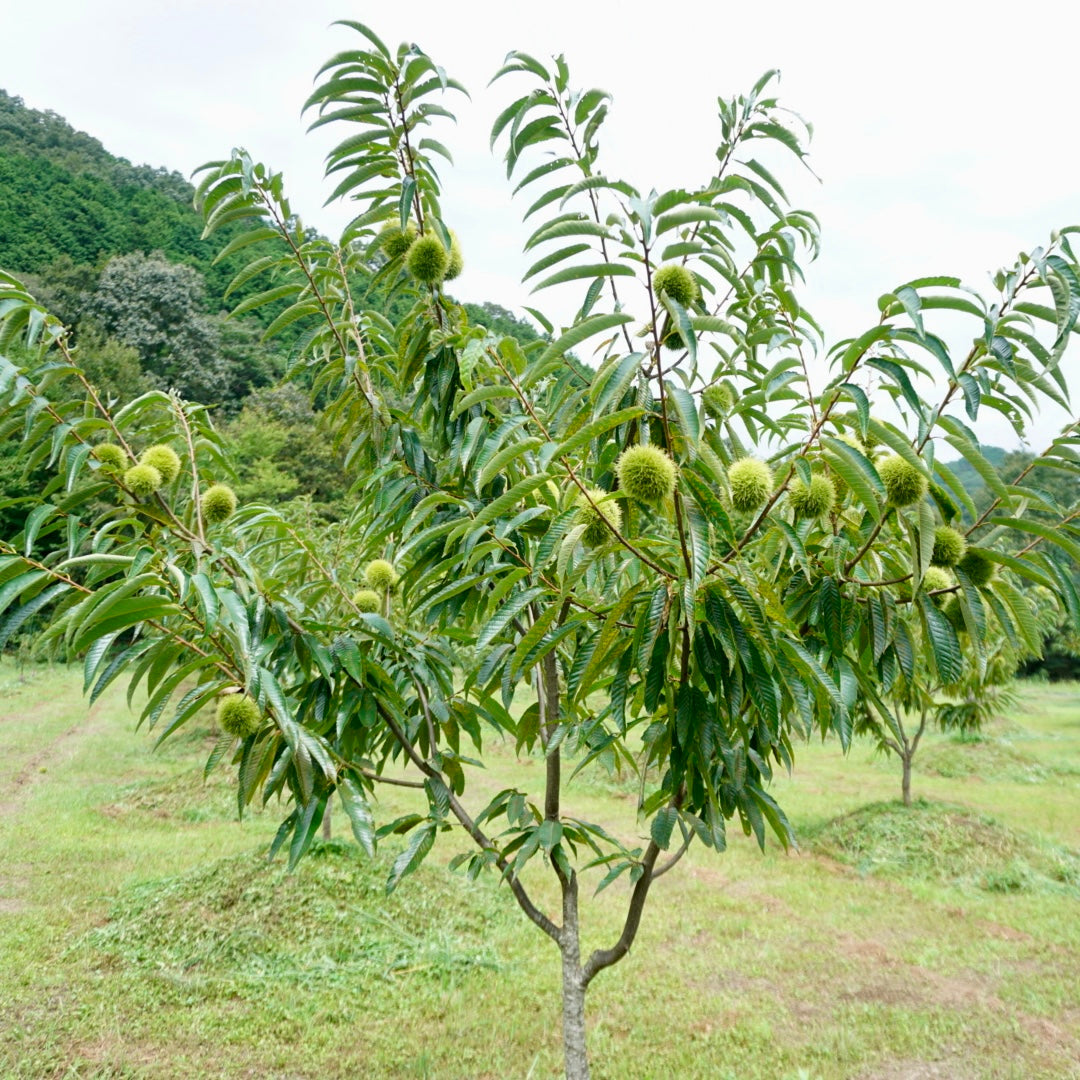 丹波ブランド栗 チェスとナッツ　熟成丹波栗（生栗） L 1kg【兵庫県丹波産】