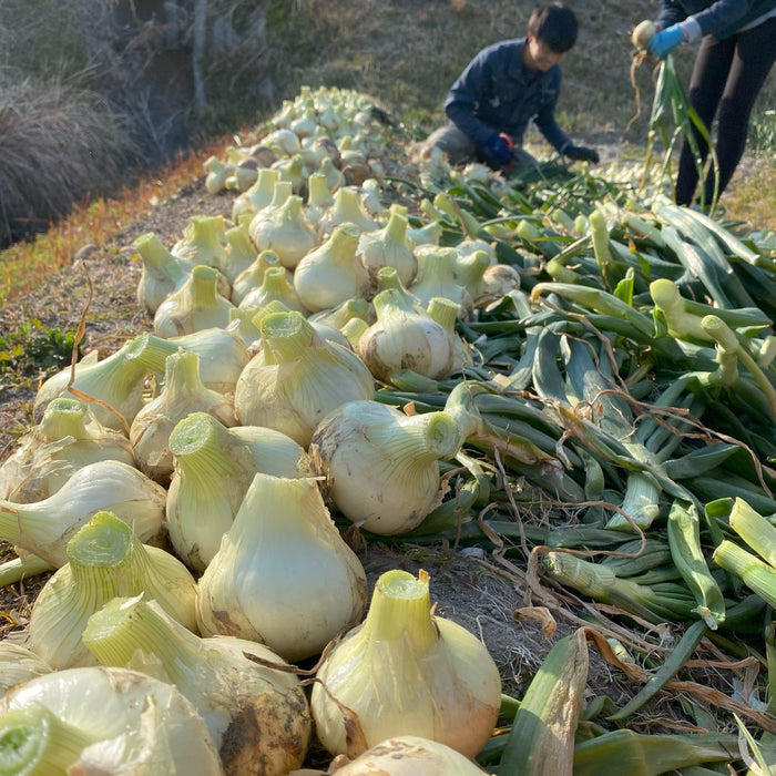 K.ファーム厳選！淡路島『歩』新玉ねぎ　10kg【兵庫県淡路島産】