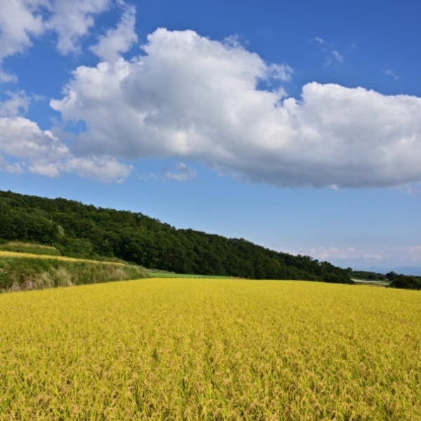 《予約販売 / 9月中旬発送予定》《減農薬》《令和8年度産》淡路島米 にこまる厳選栽培 淡路島の豊かな大地が育てた美味しいお米20kg【兵庫県南あわじ産】