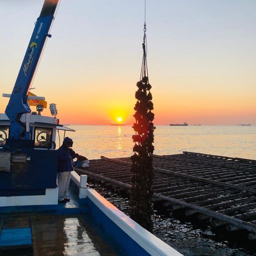 山の恵みと海の香りが織りなす極上の味わい！むき身0.5kg 殻付き真牡蠣 2kg　牡蛎ナイフ＆軍手付【兵庫県播磨灘産】