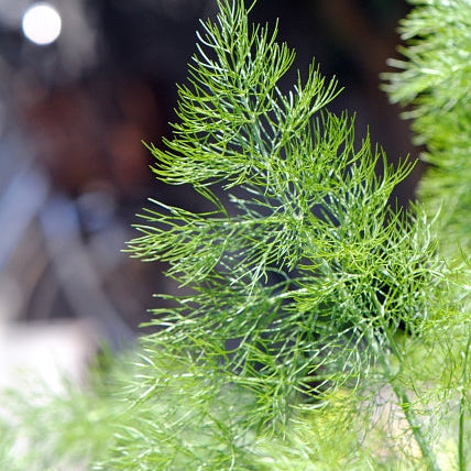 《予約販売 / 3月中旬発送予定》爽やかな甘い香りのハーブ 淡路島の風が育てたフェンネル 800g【兵庫県淡路島産】