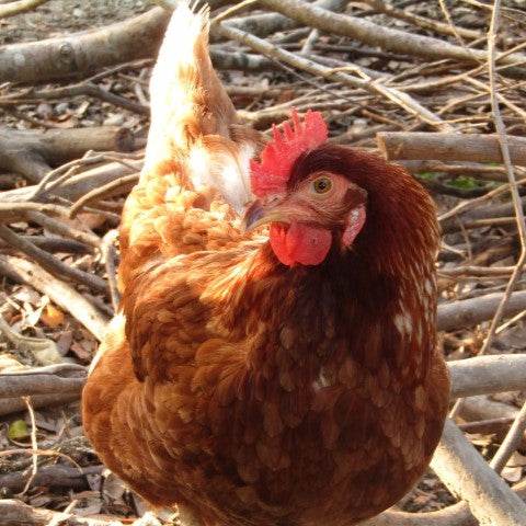 《予約販売 / 4月下旬発送》《有精卵》いのちをいただく濃厚な一玉 おんどり君とめんどりさんの贈り物 72個【香川県三豊産】