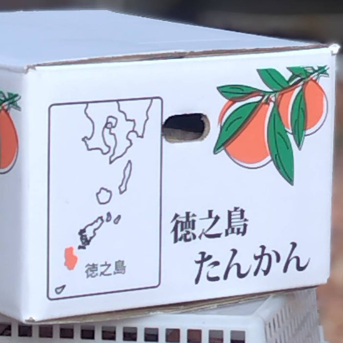 《予約販売》南国の太陽が育んだ濃厚な甘さと芳醇な香り タンカン 5kg【鹿児島県徳之島産】