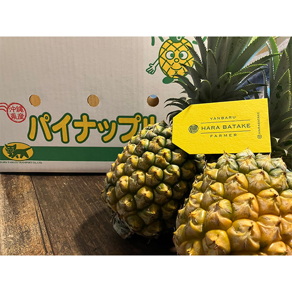 沖縄やんばるスナックパイン　2.5kg【沖縄県東村産】