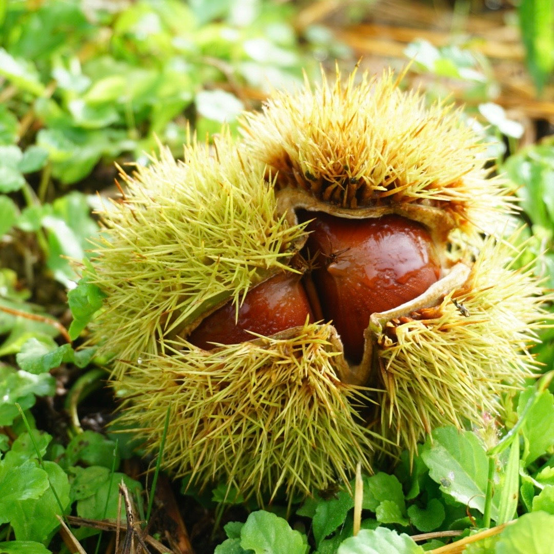 丹波ブランド栗 チェスとナッツ　熟成丹波栗（生栗） L 1kg【兵庫県丹波産】